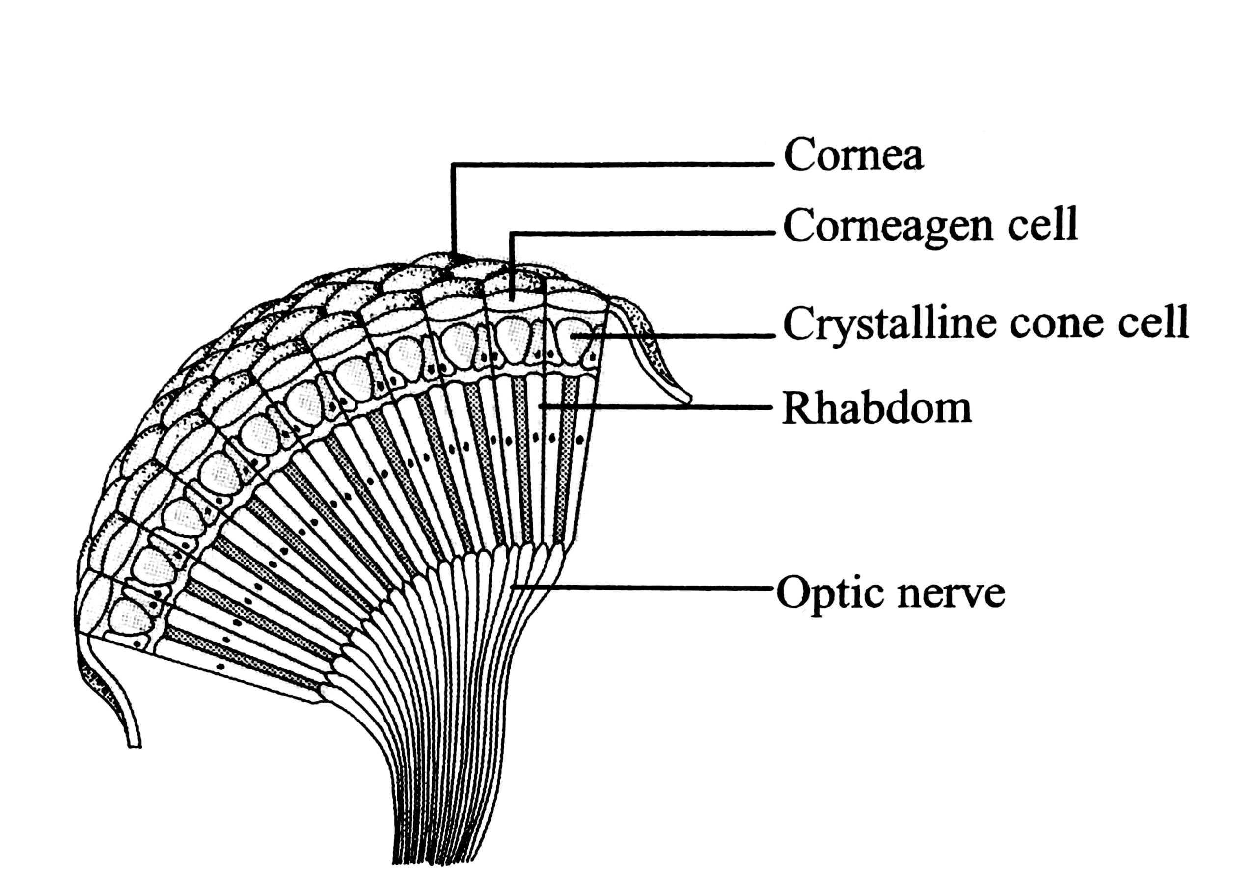diagram-of-longitudinal-section-of-grasshoppers-compound-eye