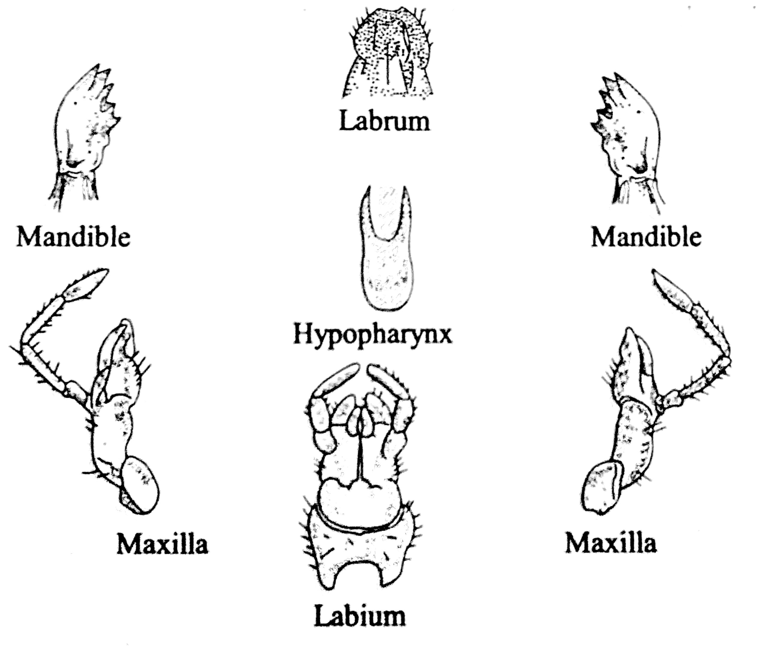diagram-of-mouthparts-of-cockroach-or-grasshopper