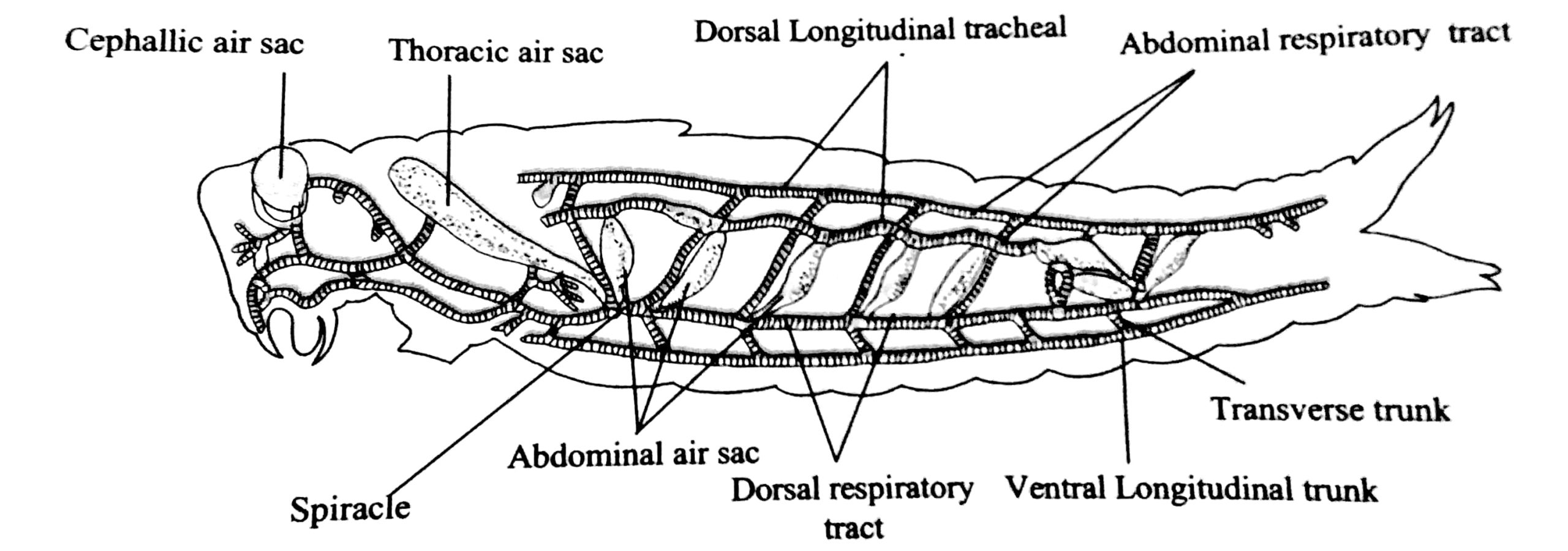 diagram-of-respiratory-system-of-grasshopper