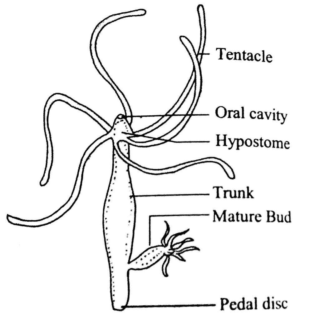 Labelled diagram of Hydra