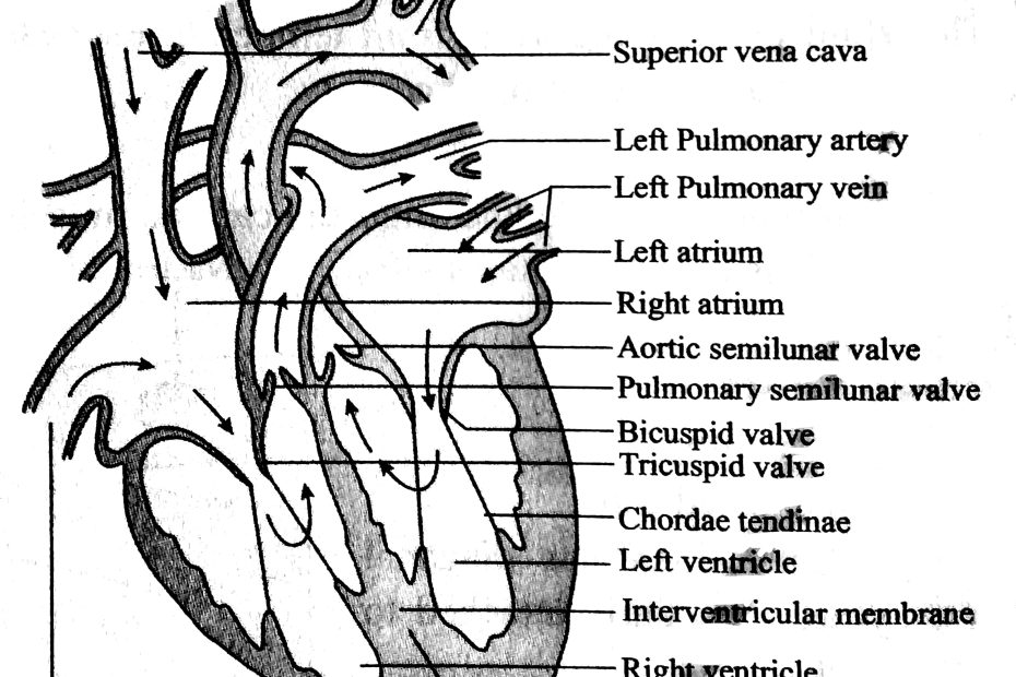 Labelled diagram of human heart