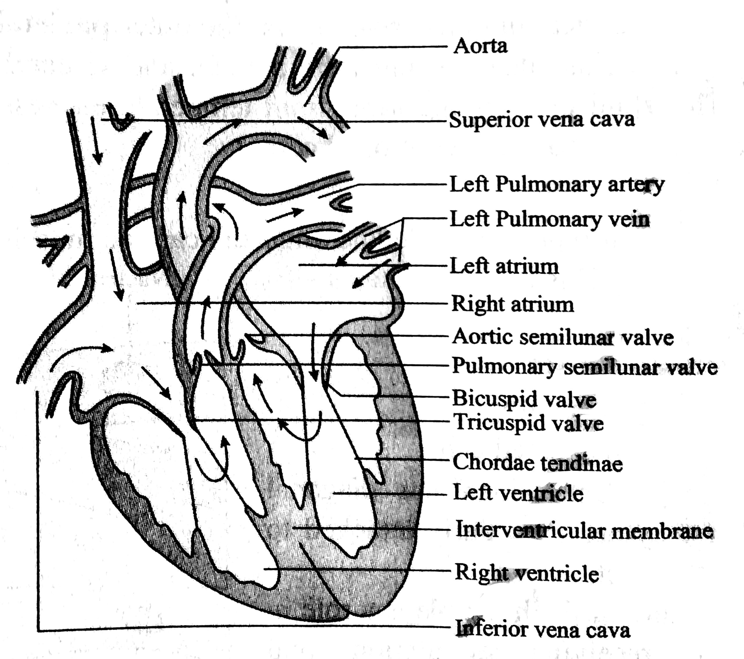 Labelled diagram of human heart