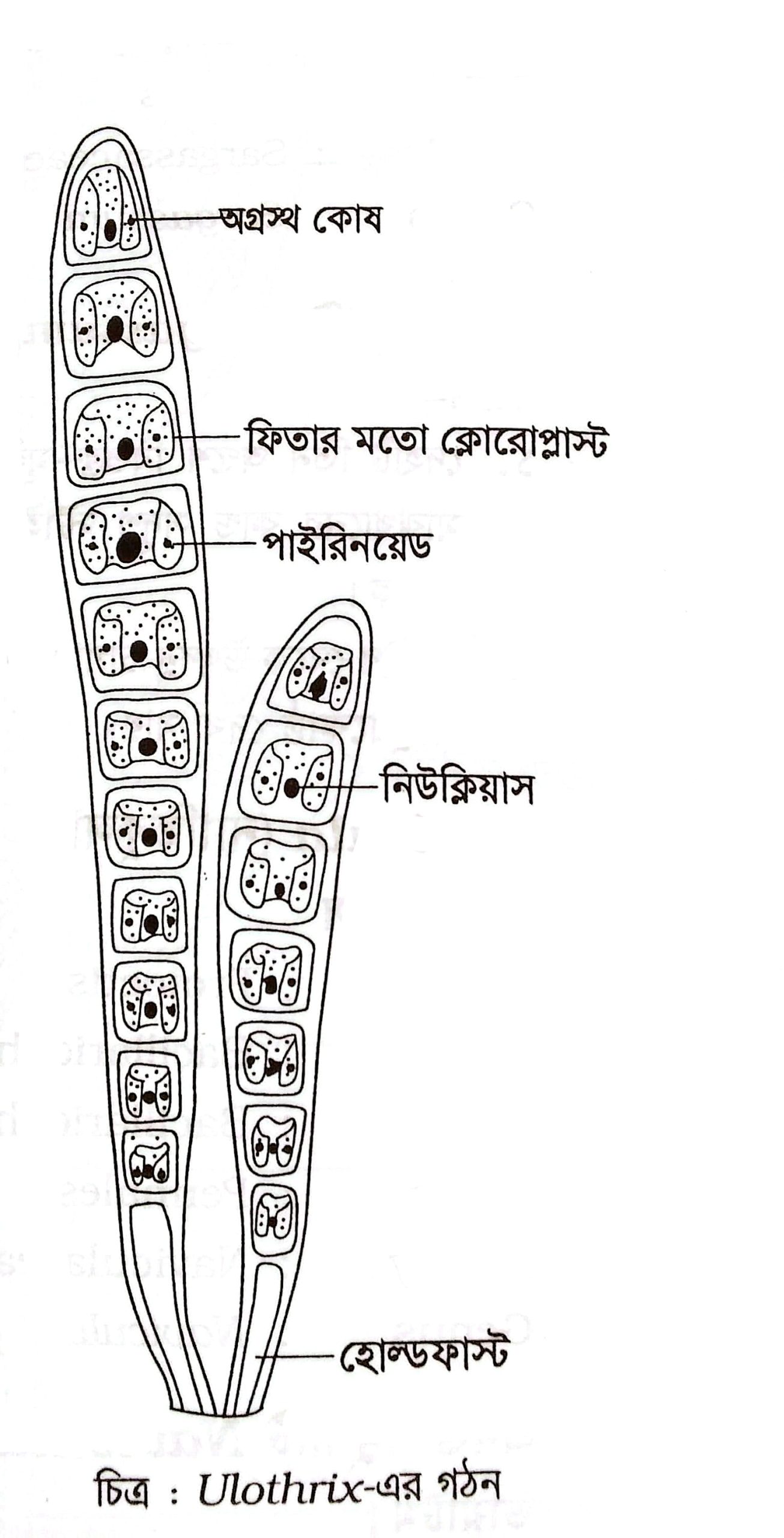 Ulothrix এর চিহ্নিত চিত্র