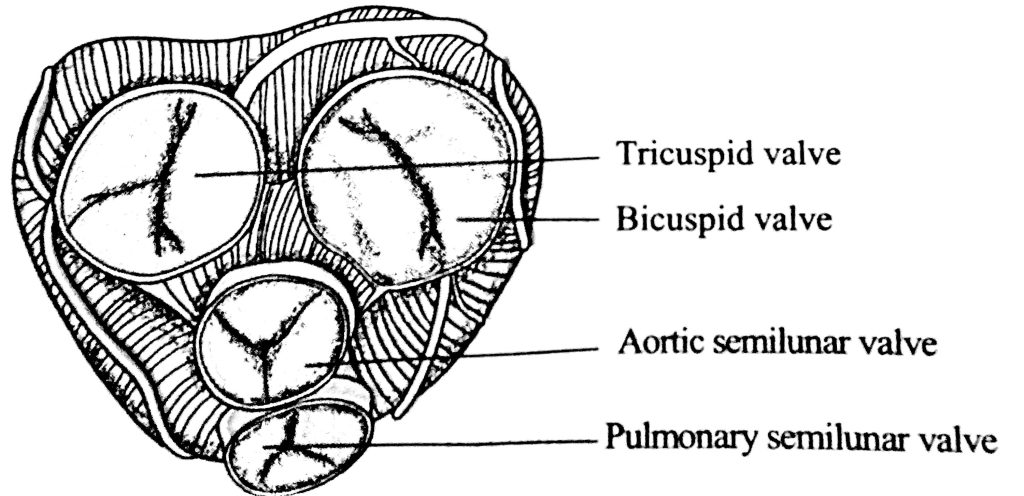 Valves of heart