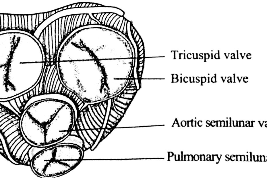 Valves of heart