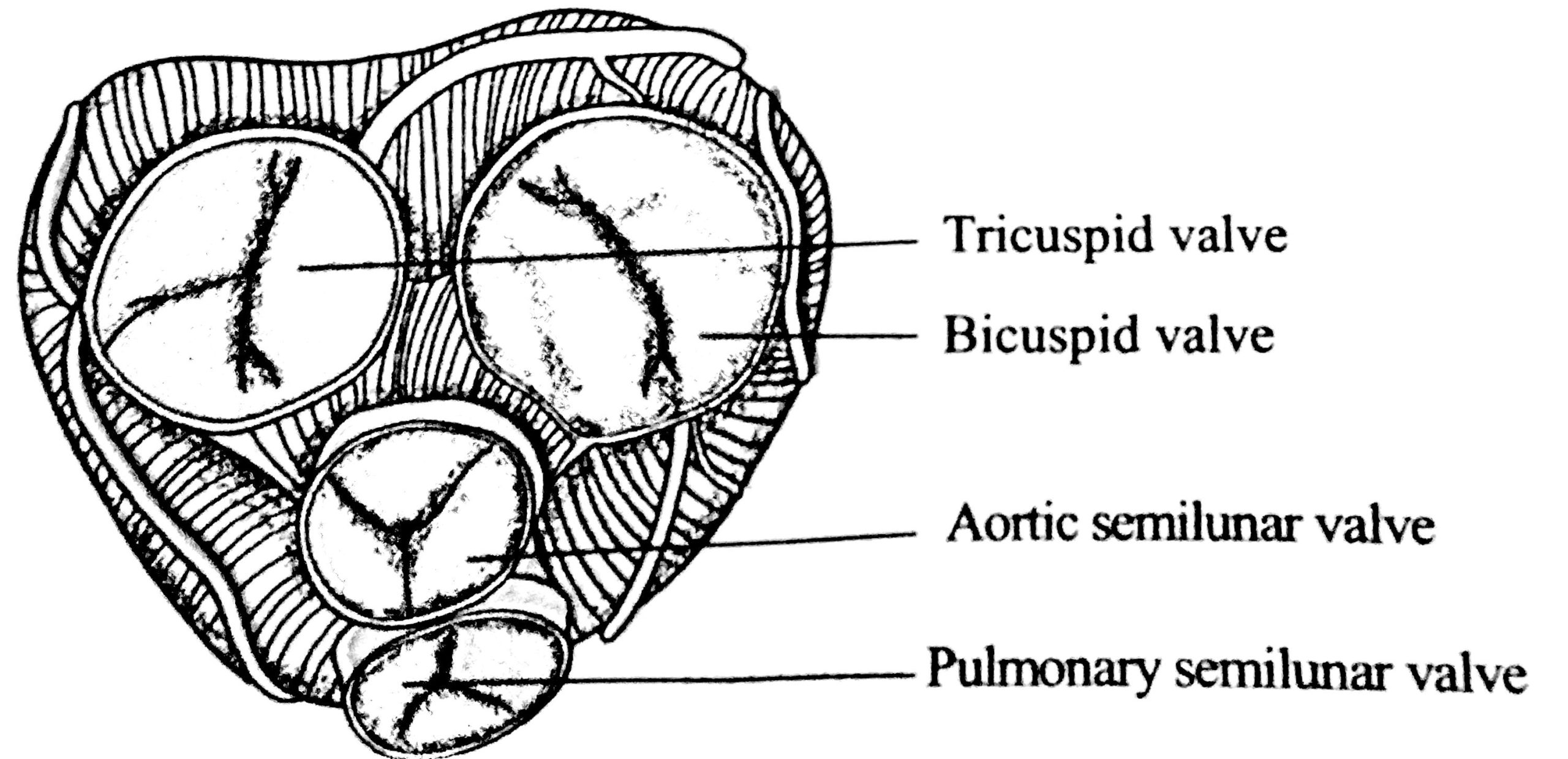 Valves of heart